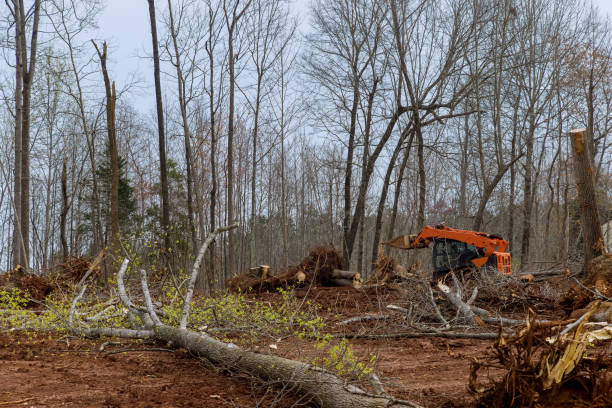 Best Arborist Consultation Services  in Brownlee Park, MI