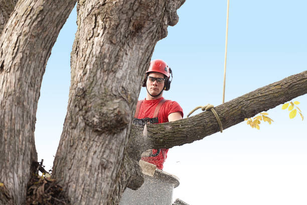 Brownlee Park, MI Tree Removal Services Company